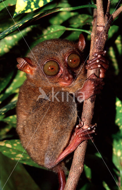 Philippine Tarsier (Tarsius syrichta)