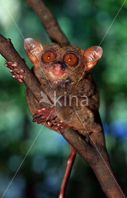 Philippine Tarsier (Tarsius syrichta)