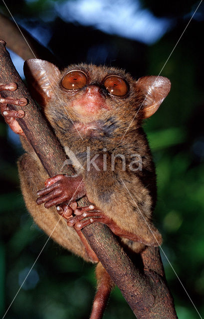 Philippine Tarsier (Tarsius syrichta)