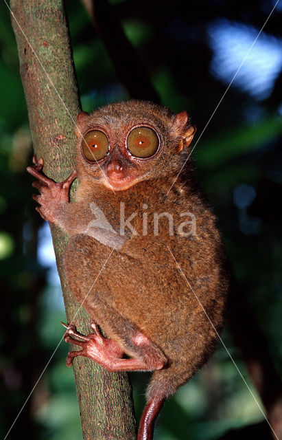 Filipijns spookdier (Tarsius syrichta)