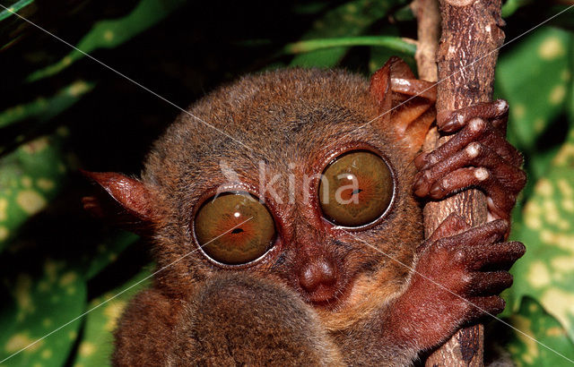 Filipijns spookdier (Tarsius syrichta)