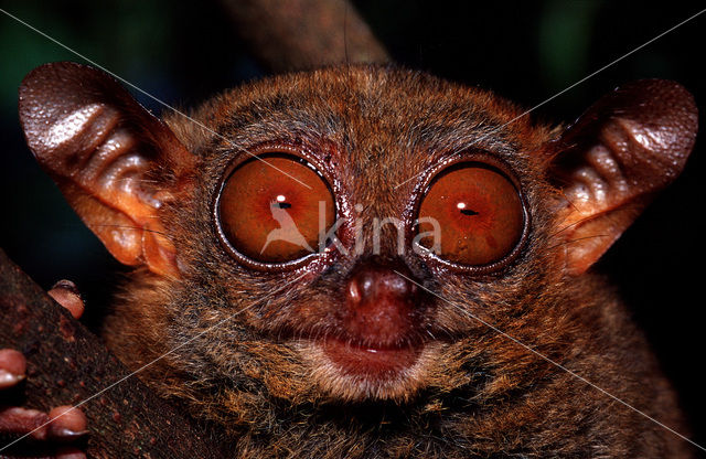 Filipijns spookdier (Tarsius syrichta)