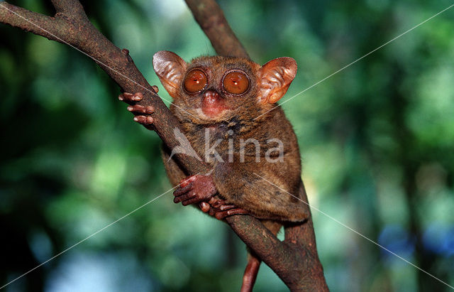 Filipijns spookdier (Tarsius syrichta)