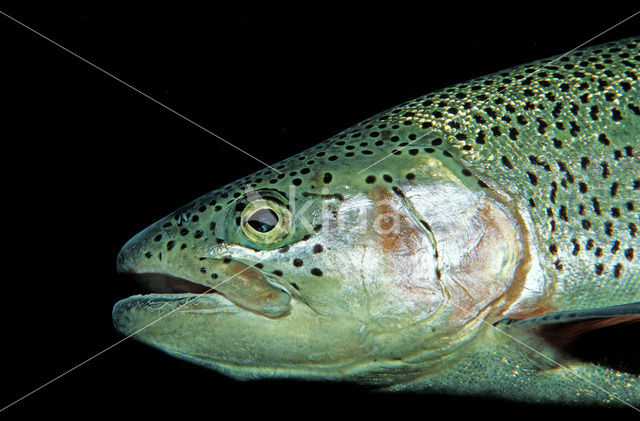 Rainbow Trout (Oncorhynchus mykiss)