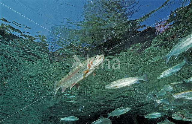 Rainbow Trout (Oncorhynchus mykiss)