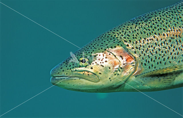 Rainbow Trout (Oncorhynchus mykiss)