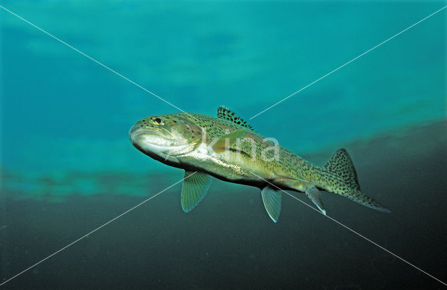 Rainbow Trout (Oncorhynchus mykiss)