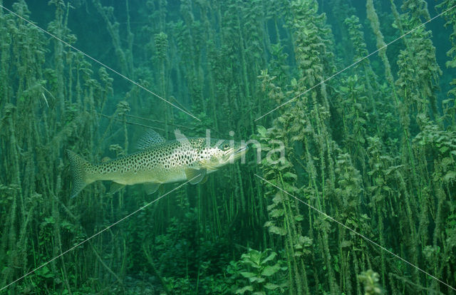 Brown Trout (Salmo trutta)