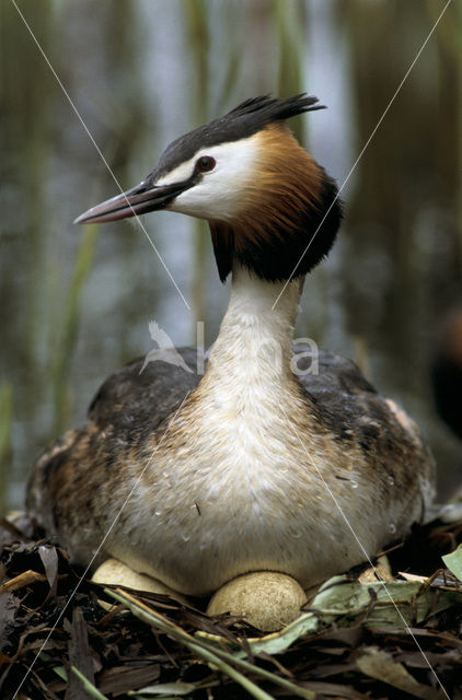 Fuut (Podiceps cristatus)