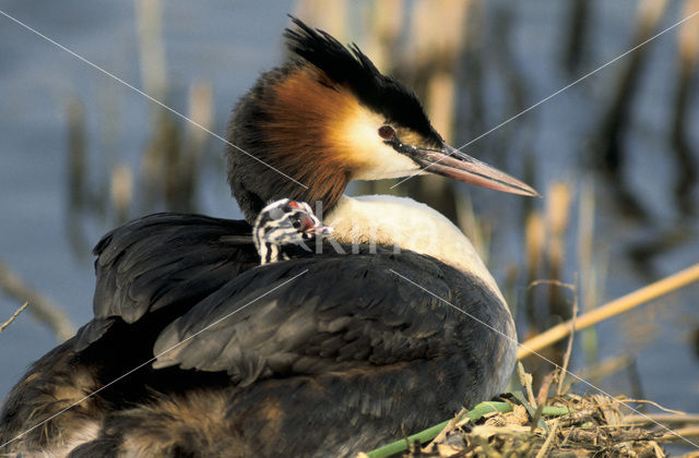 Great Crested Grebe (Podiceps cristatus)