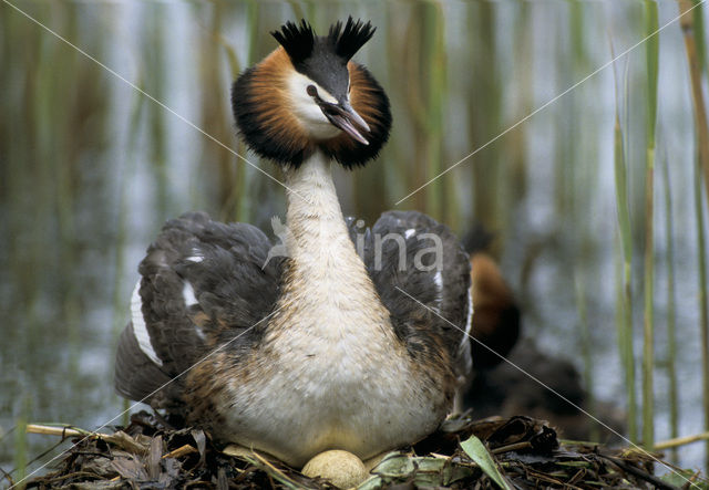 Great Crested Grebe (Podiceps cristatus)