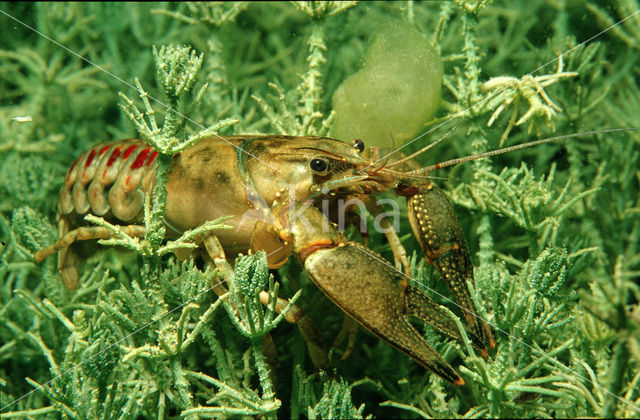 Galacian Crayfish (Astacus leptodactylus)