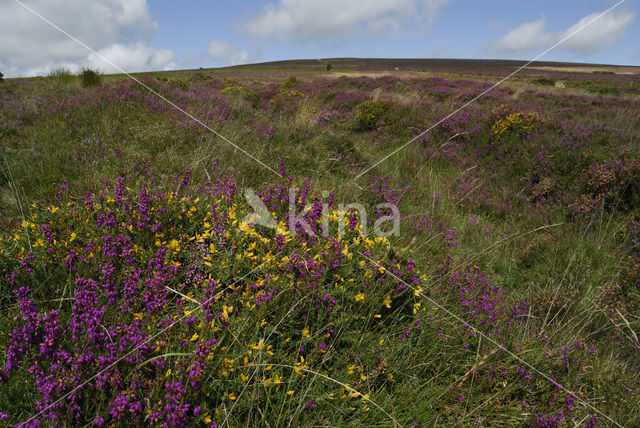 Gaspeldoorn (Ulex gallii)