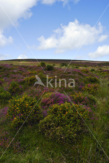 Western Gorse (Ulex gallii)