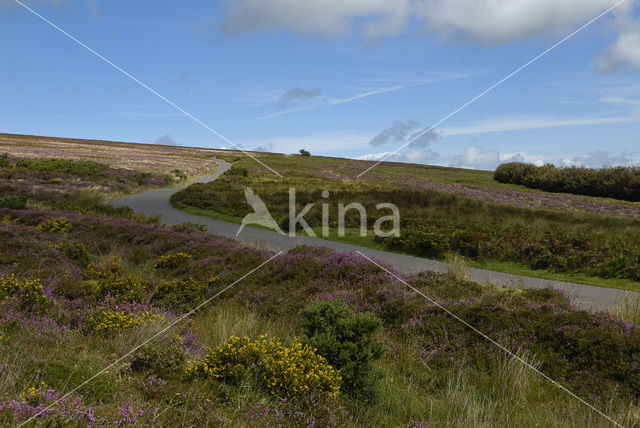 Common Gorse (Ulex europaeus)