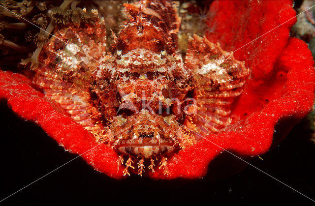 Tassled scorpionfish (Scorpaenopsis oxycephalus)