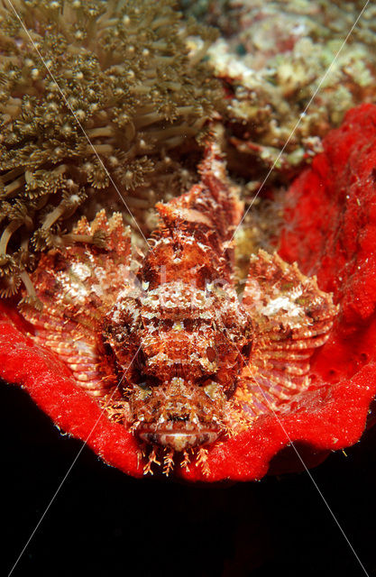 Tassled scorpionfish (Scorpaenopsis oxycephalus)