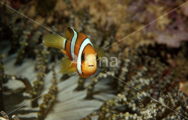 Geelstaart anemoonvis (Amphiprion clarkii)