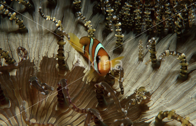 Geelstaart anemoonvis (Amphiprion clarkii)