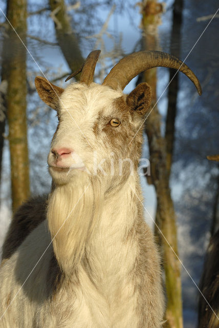 Goat (Capra spec.)