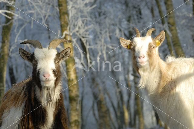 Goat (Capra spec.)