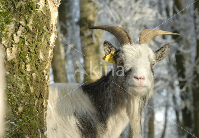 Goat (Capra spec.)