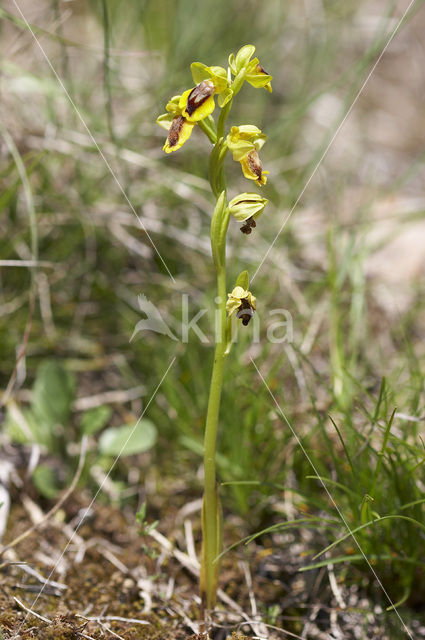 Yellow bee orchid (Ophrys lutea)