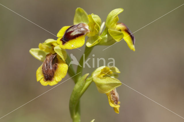 Yellow bee orchid (Ophrys lutea)