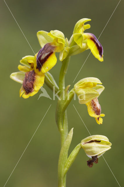 Gele Bijenorchis (Ophrys lutea)