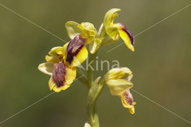 Gele Bijenorchis (Ophrys lutea)