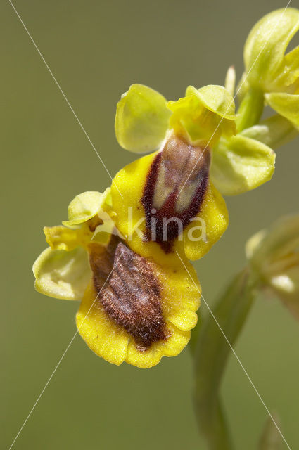Gele Bijenorchis (Ophrys lutea)
