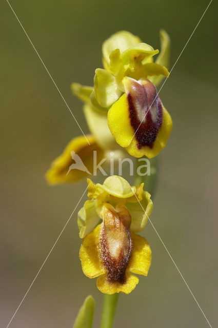 Gele Bijenorchis (Ophrys lutea)