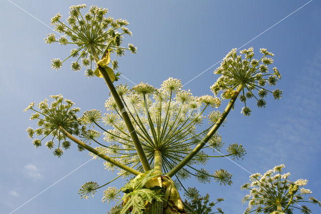 Hogweed (Heracleum sphondylium)