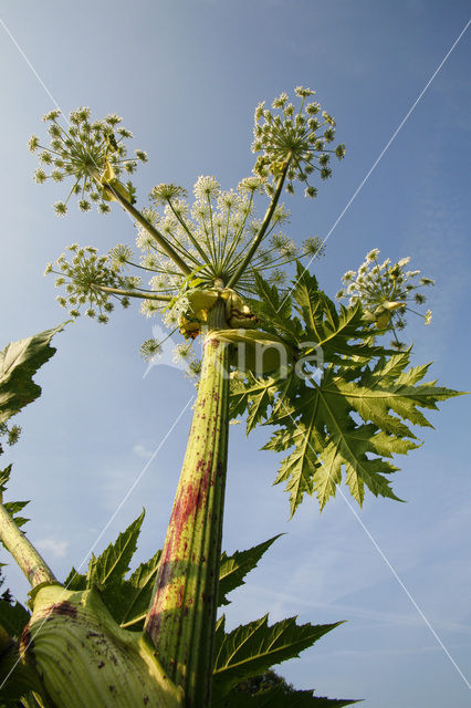 Hogweed (Heracleum sphondylium)