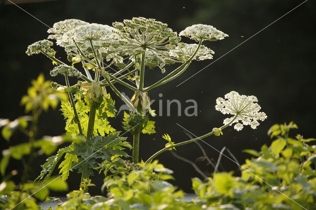 Hogweed (Heracleum sphondylium)