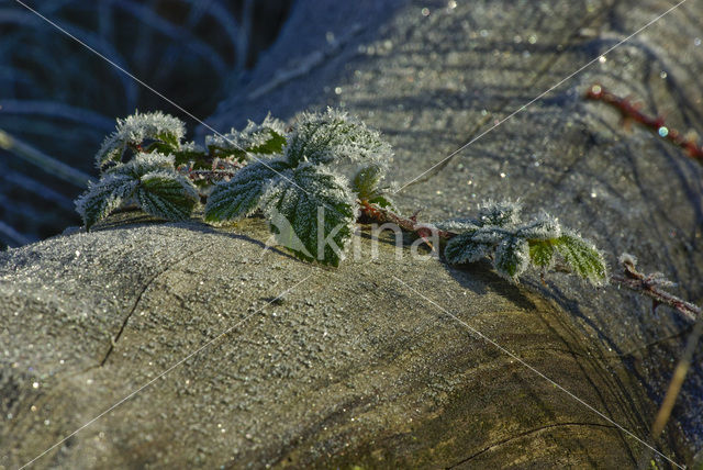 Gewone braam (Rubus fruticosus)