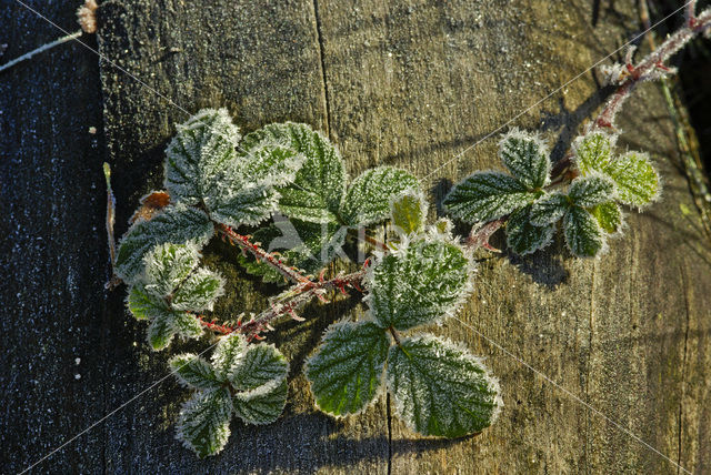 Gewone braam (Rubus fruticosus)