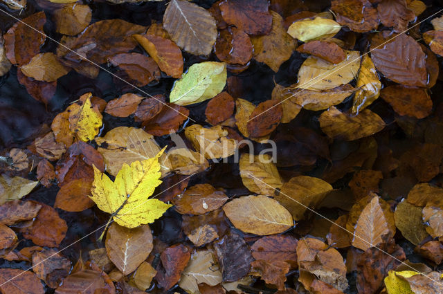 Gewone esdoorn (Acer pseudoplatanus)