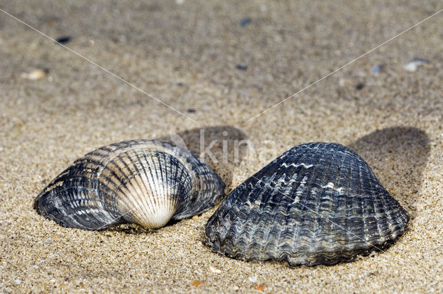 Common Cockle (Cerastoderma edule)