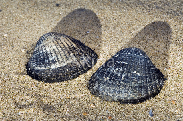 Common Cockle (Cerastoderma edule)