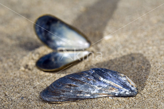 Common mussel (Mytilus edulis)