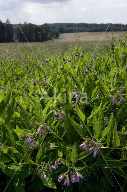 Common Comfrey (Symphytum officinale)