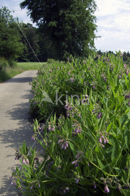 Common Comfrey (Symphytum officinale)