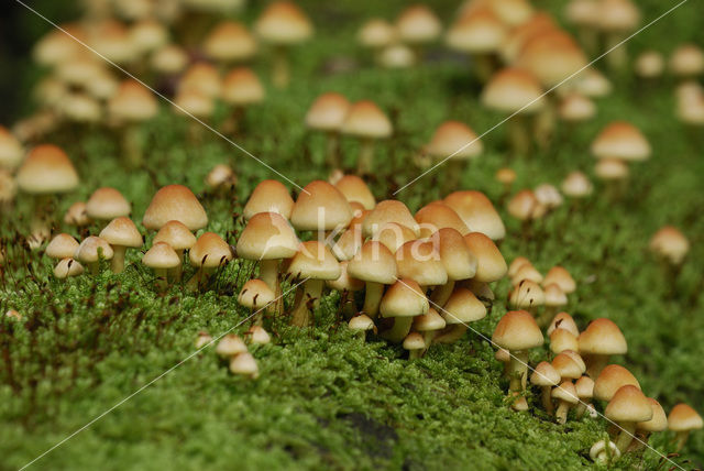 Sulphur tuft (Hypholoma fasciculare)