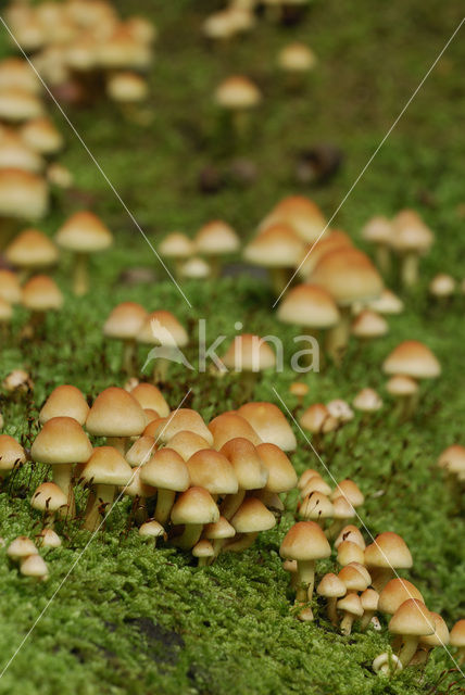 Sulphur tuft (Hypholoma fasciculare)