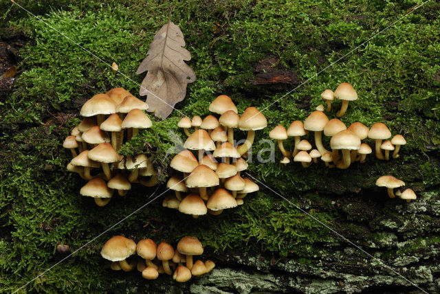 Sulphur tuft (Hypholoma fasciculare)