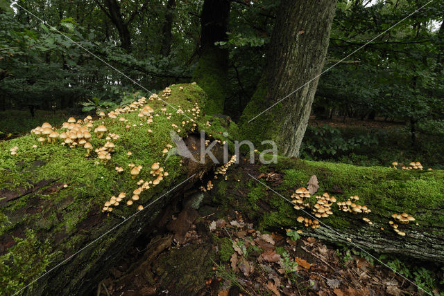 Sulphur tuft (Hypholoma fasciculare)