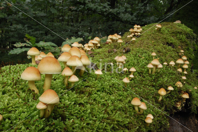 Sulphur tuft (Hypholoma fasciculare)