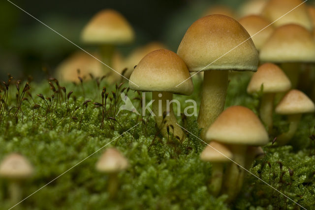 Sulphur tuft (Hypholoma fasciculare)