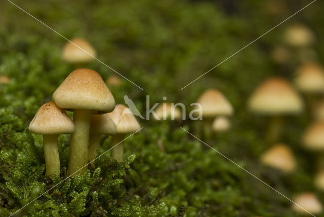 Sulphur tuft (Hypholoma fasciculare)